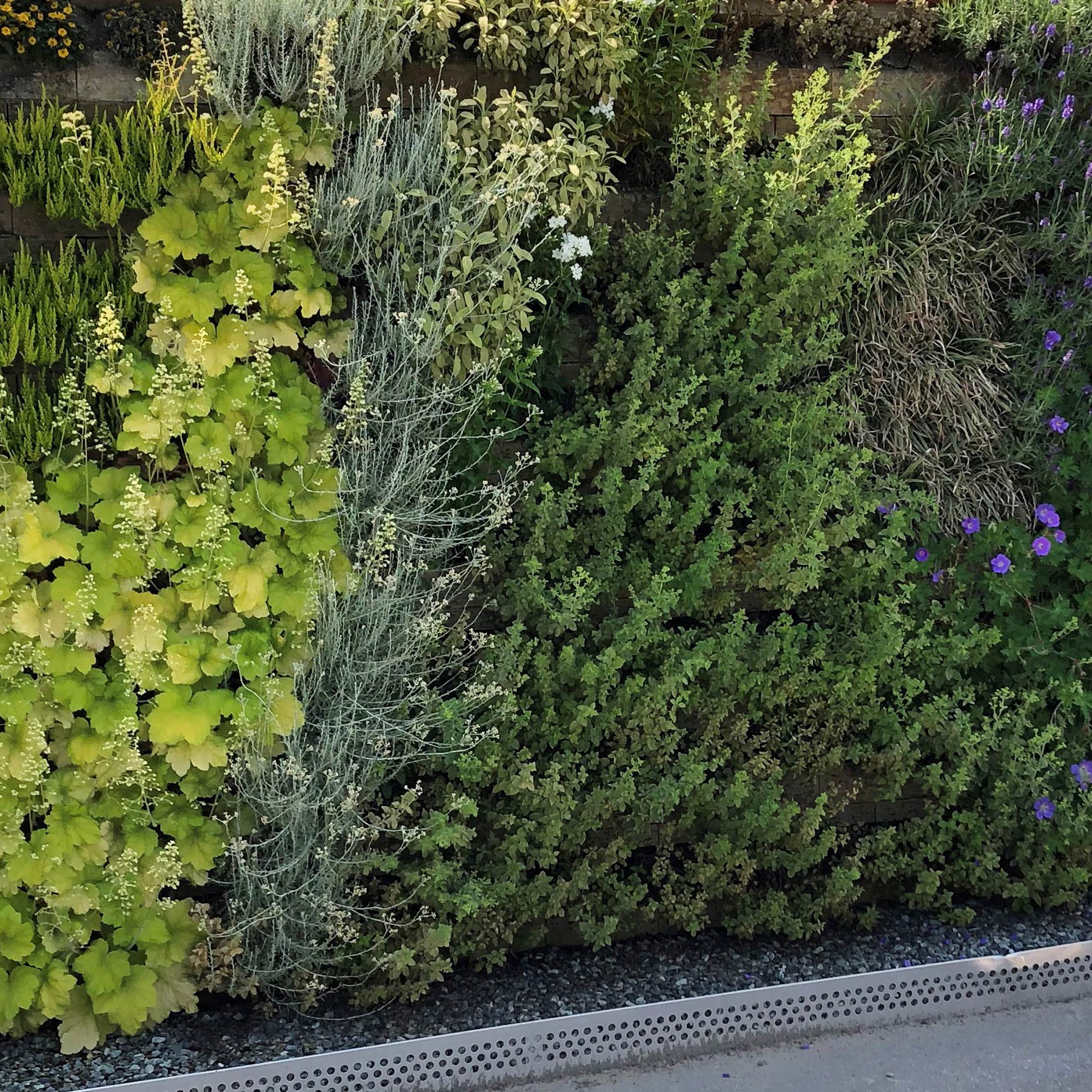 Biolit Vertical Green - Grünfassade im Kalksandstein
